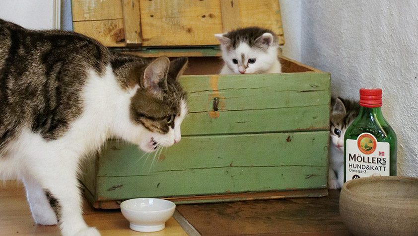 Når du gir din katt mat, kan du helle over Möller’s Hund & katt for ekstra omega-3. Foto.